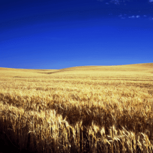 wheat field