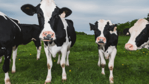 Nov Connections feature image - holstein cows