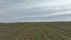 314 +/- ACRES - KINGMAN COUNTY