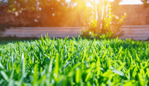 Bermuda Grass