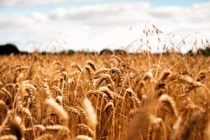 wheat field